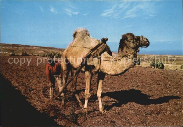 Kamel  Camel Chameau Pflügen Pflug Camello arando Gran Canar