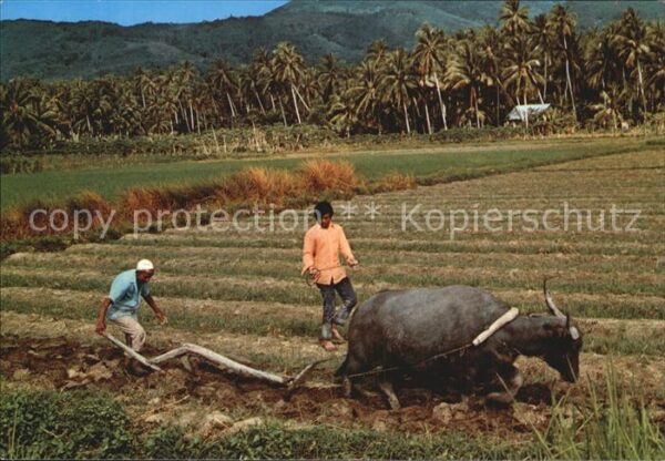 Landwirtschaft Pflug Malaysia