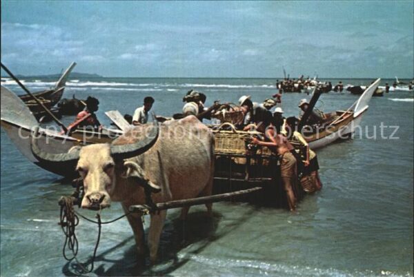 Fischerei Fishermen Bullock-Cart Beserah Fishing