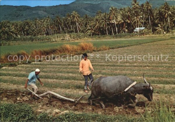 Landwirtschaft Pflug Ochse Malaysia Ploughing