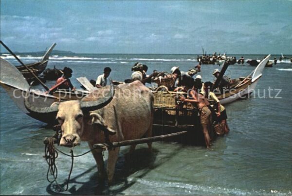 Fischerei Fishermen Bullock-Cart Beserah Fishing