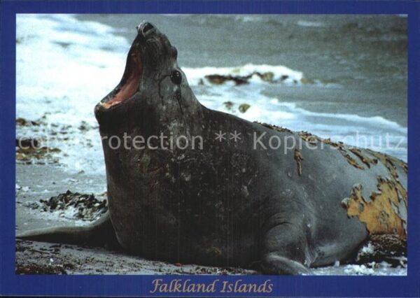 Seehunde Robben Moulting Sea Elephant Falkland Islands