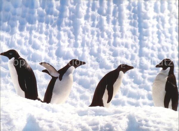 Pinguin Adelie Penguins