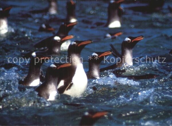 Pinguin Gentoo Penguins