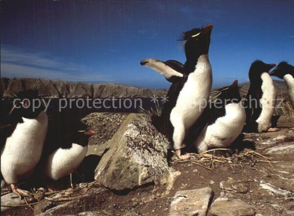 Pinguin Rockhopper Penguins New Island North Fa