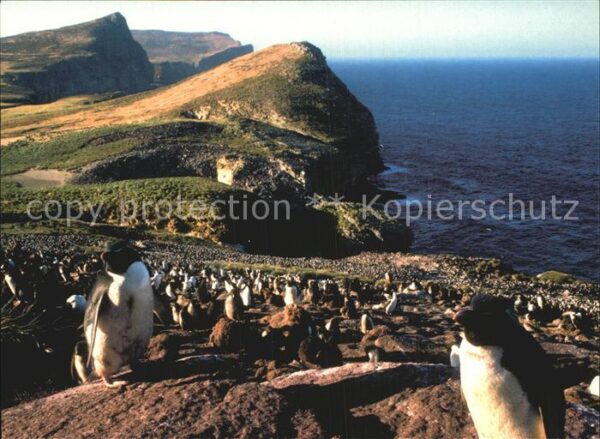 Pinguin Rockhopper Penguins King Shags Settleme