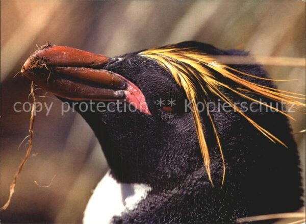 Pinguin Macaroni Penguin Goldschopfpinguin
