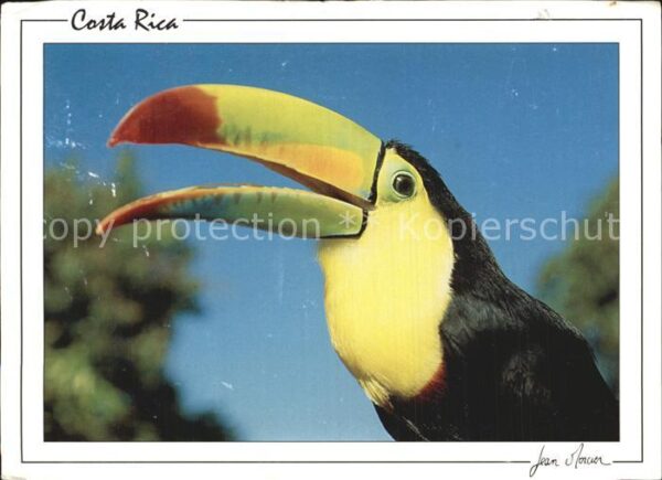 Voegel Tucan Costa Rica