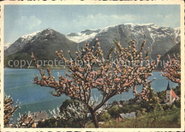 Hardanger Utne Baumblüte