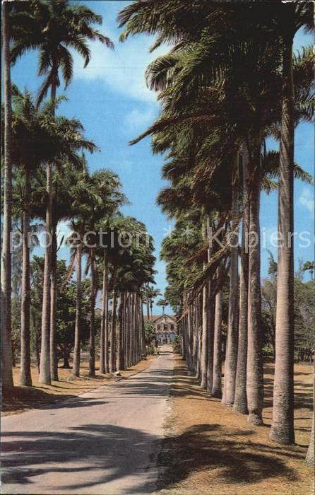Barbados Palmenallee