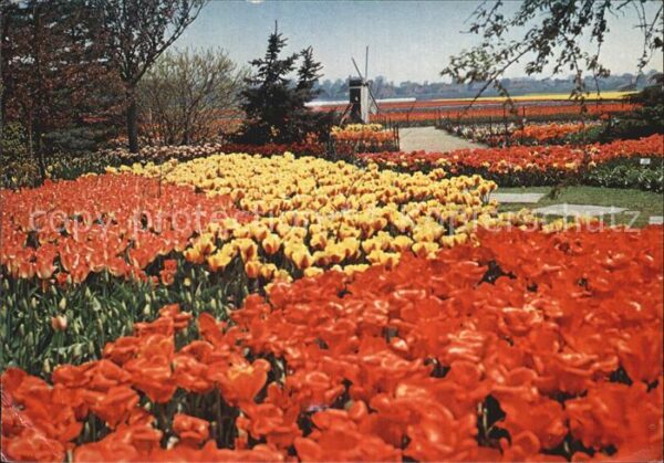 Vogelenzang Tulipshow Frans Roozen