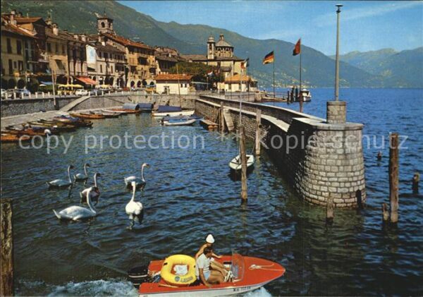 Cannobio Lago Maggiore Il porto Hafen Schwäne