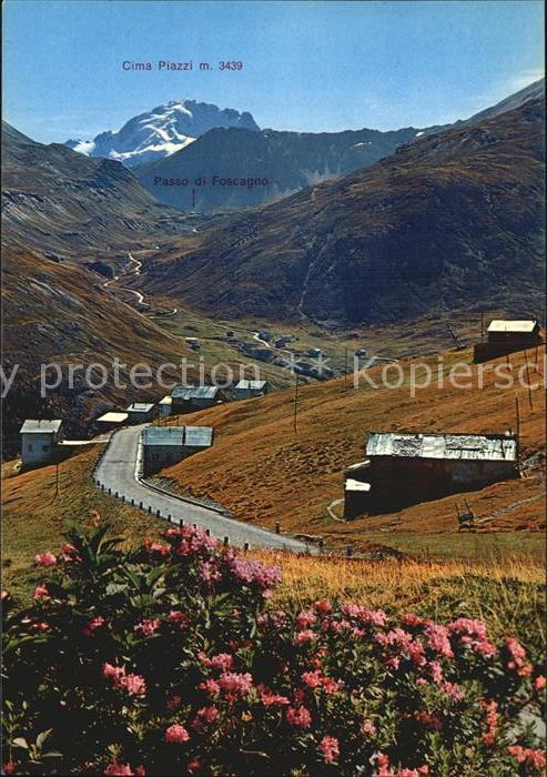 Trepalle Panorama Cima Piazzi Alpenflora