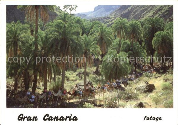 Fataga Barranco de Fataga Palmen Kamelreiten
