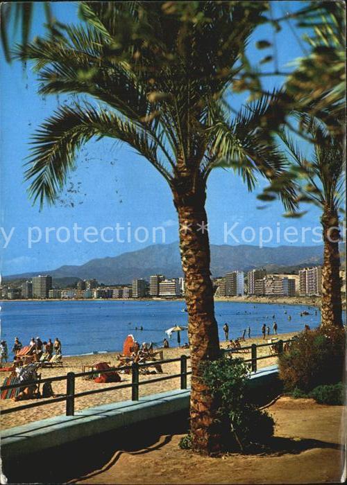 Benidorm Playa de Poniente Palmera
