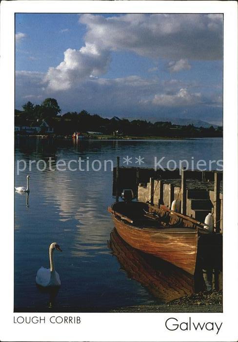 Galway Irland Lough Corrib Schwäne Bootssteg