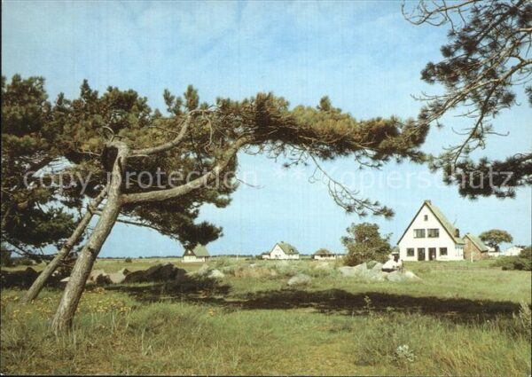 Neuendorf Hiddensee Windflüchter