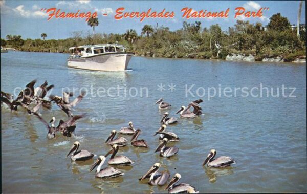 Florida US-State Flamingo Everglades National-Park