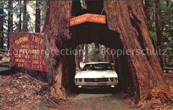 Myers Flat Redwood Shrine Tree