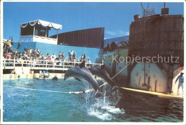 Redwood City Marine World Africa Dolphins