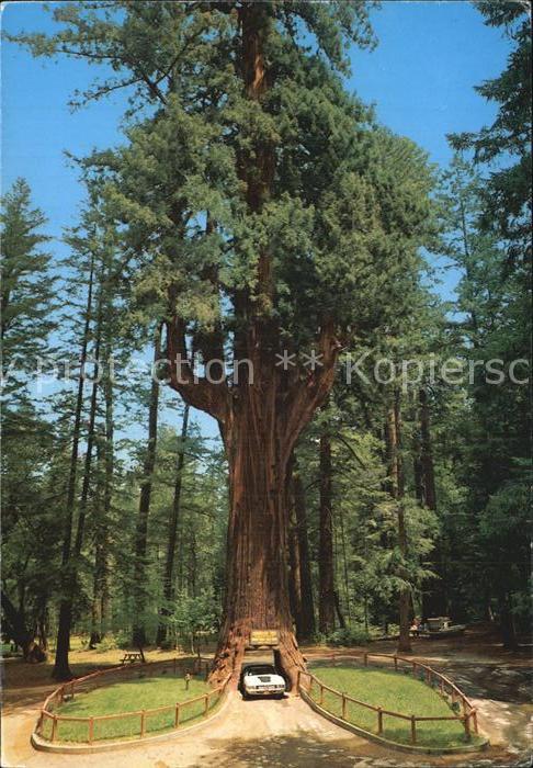 San Francisco California Chandelier Drive Thru Tree