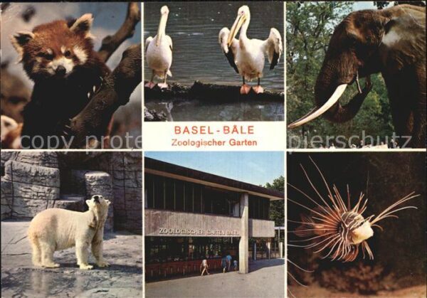 Zoo Basel Eisbär Fisch Elefant Pelikan