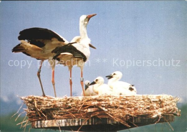 Storch Wiederansiedlungsversuch Wiesbaden-Schi