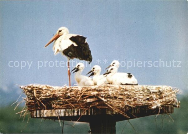Storch Wiederansiedlungsversuch Wiesbaden-Schi