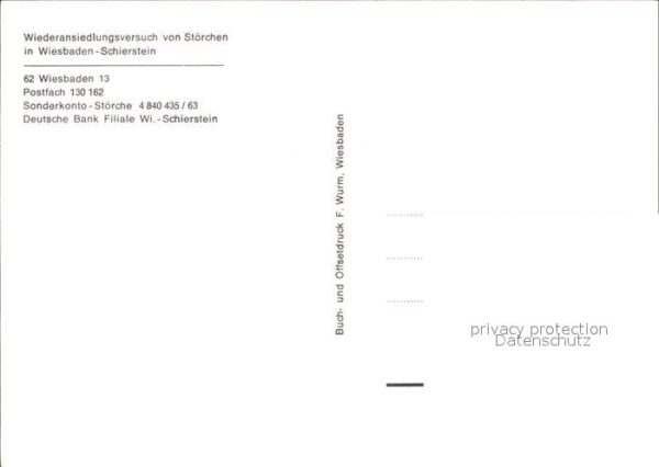 Storch Wiederansiedlungsversuch Wiesbaden-Schi – Bild 2