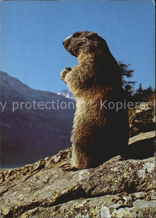 Murmeltier Marmot