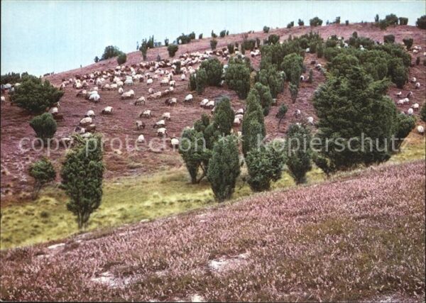 Schafe Heidschnuckenherde Heidelandschaft Lüne