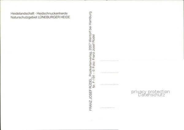 Schafe Heidschnuckenherde Heidelandschaft Lüne – Bild 2