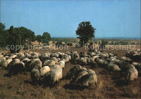 Schafe Heidschnuckenherde Lüneburger Heide