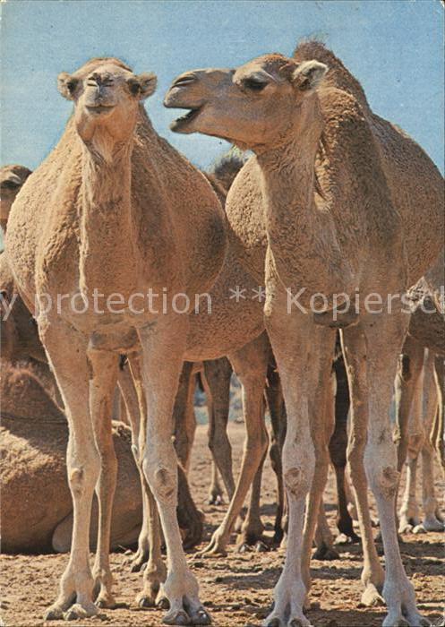 Kamel  Camel Chameau Tunesien