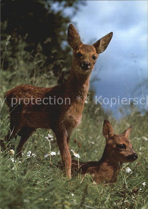 Reh Rehkitze Faon Fawn