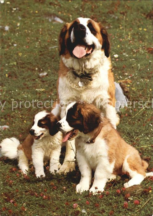 Bernhardiner Chiens du Saint-Bernard