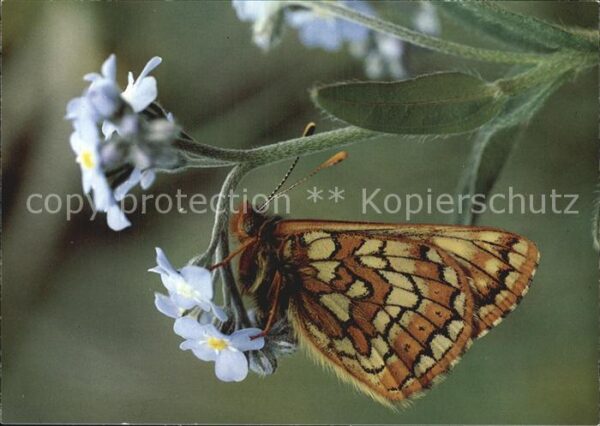 Schmetterlinge Veilchen-Scheckenfalter Euphydryas cynt