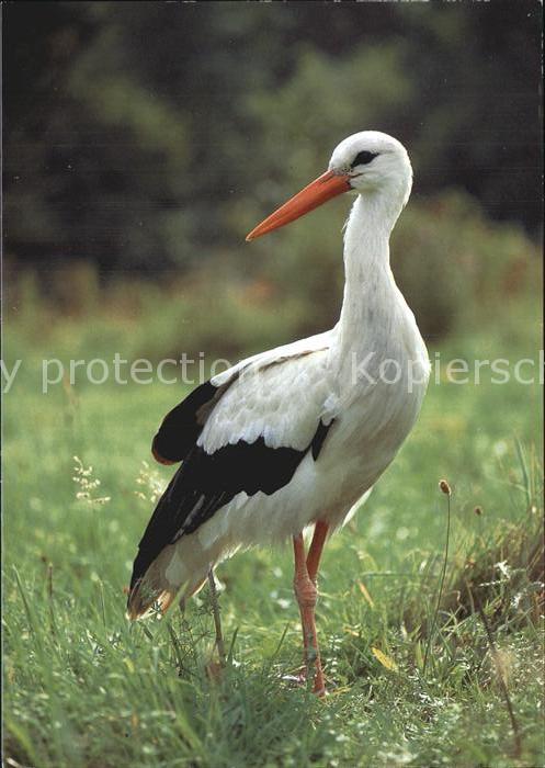 Storch Weissstorch White Stork