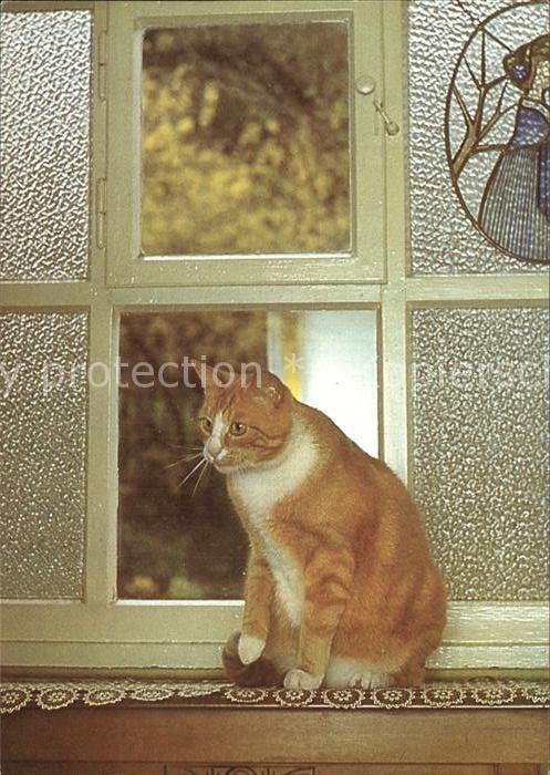 Katzen