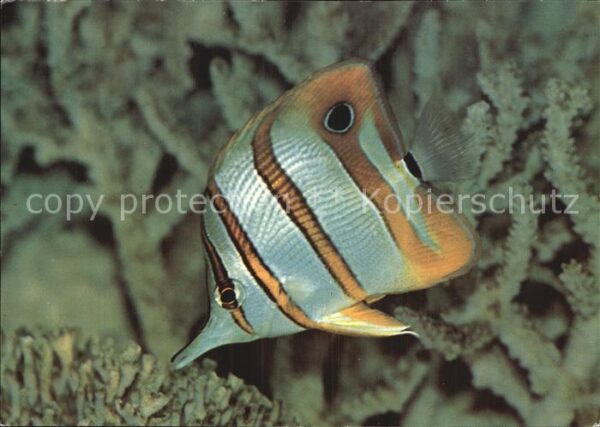 Fische Kupferstreifen-Pinzettfisch Meeresmuseu