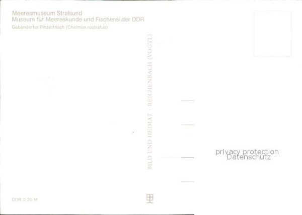 Fische Kupferstreifen-Pinzettfisch Meeresmuseu – Bild 2