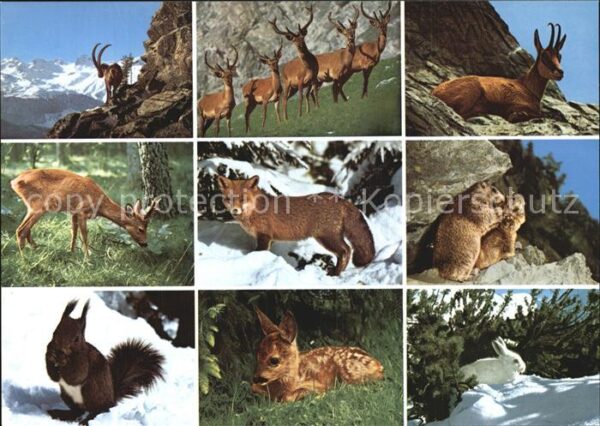 Tiere Alpentiere Eichhörnchen Rehkitz Kaninch