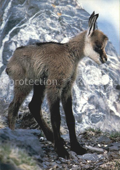 Gemse Chamois Rupicapra