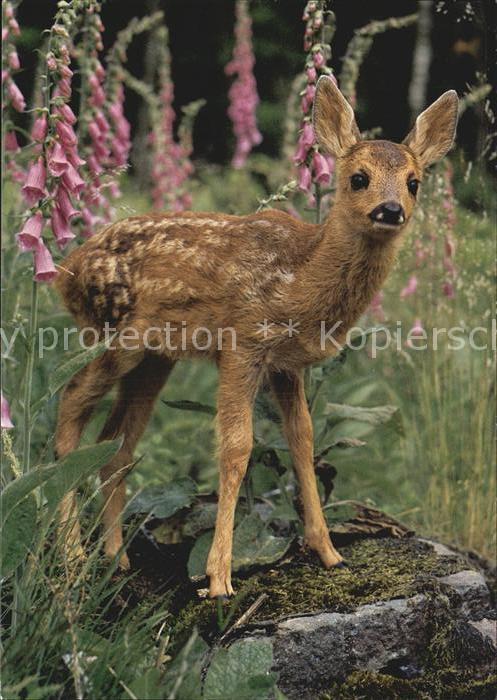 Reh Rehkitz Faon Fawn