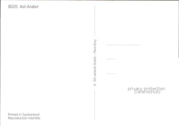 Pferde Asil-Araber – Bild 2