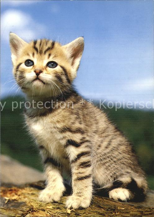 Katzen Hauskatze