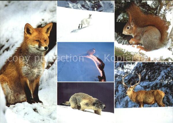 Tiere Alpentiere Fuchs Murmeltier Hirsch