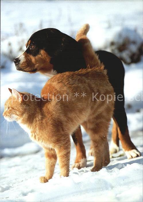 Hunde Katze