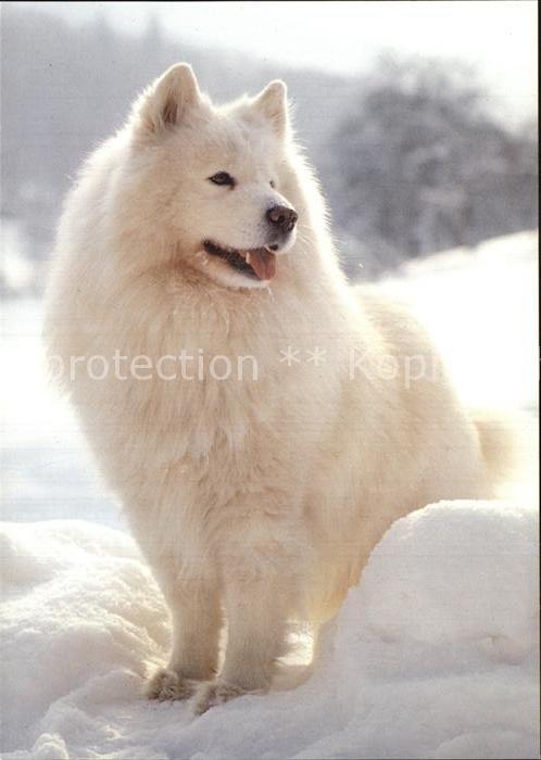 Hunde Samojede