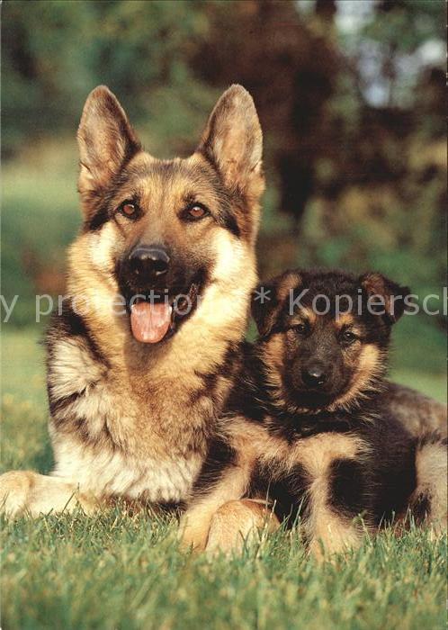Schaeferhunde Welpe Shepherd Dog